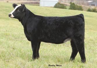 9 116 267D is a flush sister to the $60,000 valuation Living Legacy XII sale highlight and Reserve Calf Champion at North American, HPF Sazerac 251D, whom we now own with our good friends at Tingle