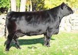 In the North American several daughters commanded good prices and the embryos sales have been phenomenal no matter where the bidding process seems to take place