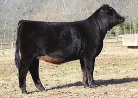 Matter of fact D634 grand dam was purchased out of the North American sale. The family tree has strong branches.