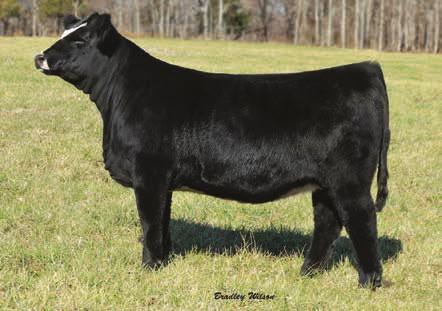 110D is perfect for any junior showman she is just a baby doll everyday, and has a great look for any level in the show ring a person wants to exhibit her in.