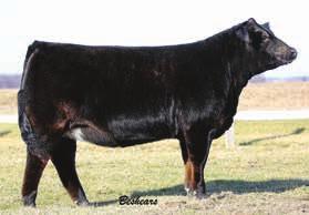 She is one of the stoutest In Dew Time daughters I have seen and her dam is a 3/4 sister to Ebony s Joy L123. This female is super sound and hits the ground with a big foot.