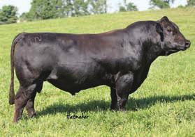 This heifers dam was purchased from Paulson s donor and Diva sale sired by Yardley s Stepping Stone. She is smooth shouldered cool fronted and a sound as they come.