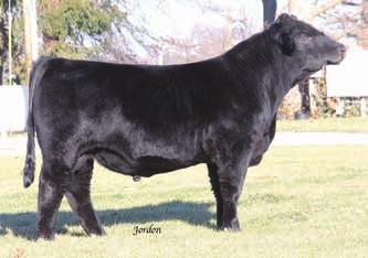 In the history of the Kentucky sales I am sure many breeders remember the strong cow family of Black Jade.