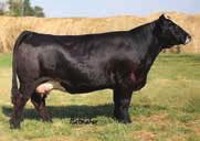 C104 is stout made, big boned, big bellied and clean made plus attractive. On paper, C104 is in the top 2% for REA, 10% for MWW, and in the top 15% for weaning and yearling.