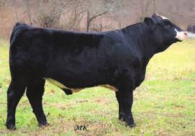 United D003 10 0.9 75 120 5 14 52 0.37 0.63 123 Here is a special individual and the best bull I have ever raised.