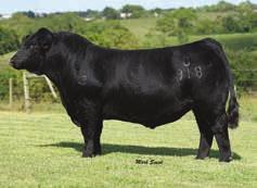 Valentine s maternal sisters average $10,000 at the Kentucky Beef Expo.