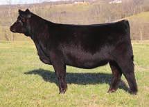 D677s Dam sold at the North American this past fall for $10,000. Purple banners are nothing new to the Love Me cow family.