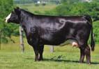 Don t miss your chance on buying this cow prospect.