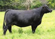 This cow is one of the breed leaders and is the famous dam of W/C Loaded Up. The semen on this herd sire has commanded top dollar averaging 500 per unit.