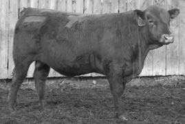 His first calf crop is as good as we could have hoped he put a lot of muscle into his sons. 15-4.8 30 53 12 27-5 15 5 14 0.16-0.09 0.