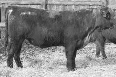 00 MPPA 100.0 A Lancer heifer bull out of the dam of Copper Mine 913.