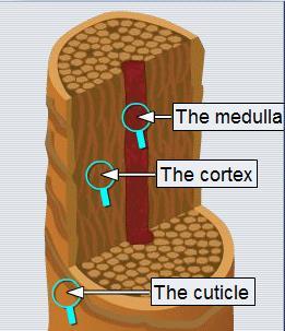 The medulla comes in different types and patterns.