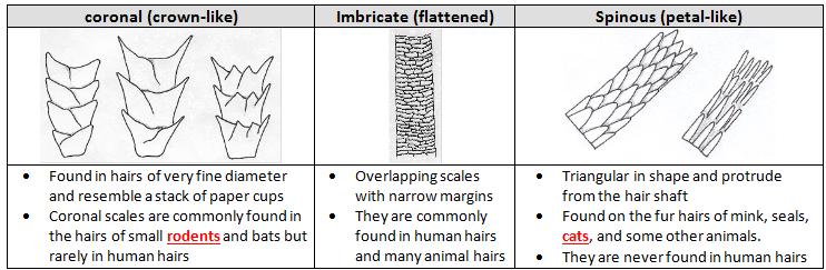 Cuticle scales differ between