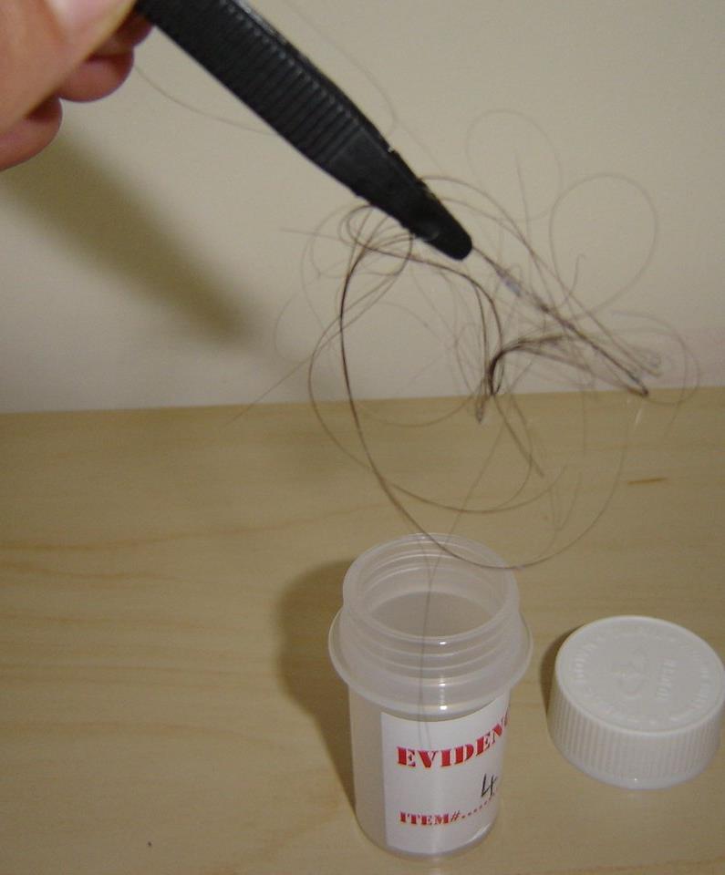 Tape lift may be used to help collect hairs if needed.