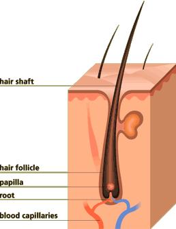 Structure of Hair A hair consists of two parts: a follicle and a shaft. i.