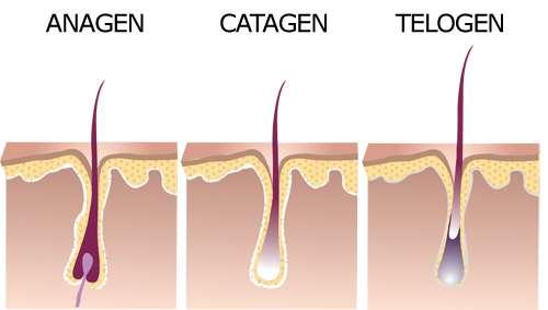 Root (Proximal End): Growth Stages Anagen root an active growth stage, often found with a ribbon-like tip and a follicular tag (a soft tissue from the follicle)