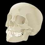 humans into groups based on phenotypic characteristics such as cranial and skeletal