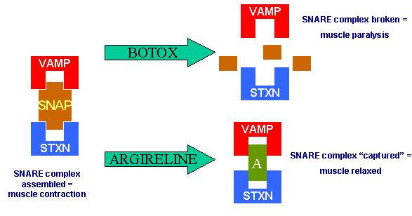 EYESEL Developed Plastic Surgery Filler Brands BTX(Botox) Ampoule RELAXSIM Argireline Similar like BOTOX mechanism.