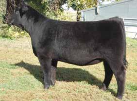 .. 65.3 YW... 98.2 MCE... 10.3 MM... 21.7 MWW... 54.4 API... 96.3 The 8161 daughters have always been at the front end of this sale.