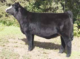2 Sired by Broker going back to Upgrade on the bottom side, performance is certain to be one of their greatest attributes. These ladies are backed by the famed Unforgettable donor Tucker Cattle Co.