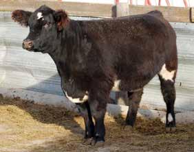 #82 #83 A pair of club calf mothers with style and shape - take them home and have an I-80 calf that will pay for your investment!