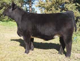 #85 Lot #85 P&C FARMS A100 Tattoo: A100 Birth Date: 5/2/14 Monopoly x Picasso x Angus This heifer was my daughter s show heifer from this year.