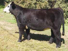 Don t miss out on this opportunity to own one of these Monopoly x Gold Club P8161 (Muffin) daughters! (Muffin was also a show heifer for our family and gentle as can be!
