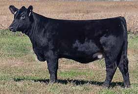 0 We bought a PB Angus Lutton daughter from James Felt on the Cowtime Sale a few years back and she gave us a great one this year out of BF Unshackled, the Steel Force Meyer 734 son that is doing