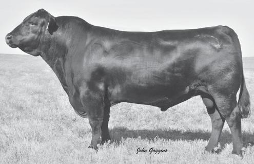 # Connealy Reflection 37 ccutchan Black Lady A 151 Cow Reg #: 17192287 Calved: 01/24/2011 Tattoo: 151 Owned by: ccutchan Angus # Bon View New Design 878 # B/R New Design 036 # Connealy Reflection Bon