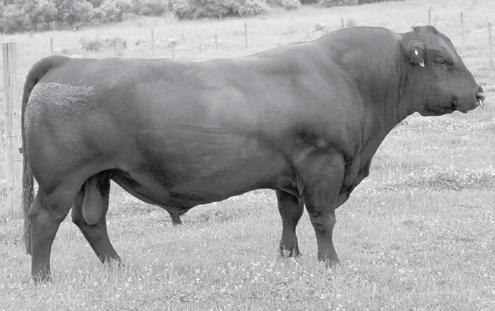6 +56 +102 +12 +19 +.50 +.05 +29.25 +98.11 Sells with calf at side. Retained a daughter and bulls; you ll see her 2013 bull at the 2015 NEO BCIA.