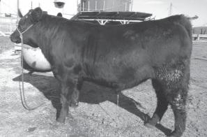 1 KCF Rito Precision 350 [DDP] Bull Reg #: 17874683 Calved: 09/10/2013 Tattoo: 350 Owned by: Kable Cattle Farms + Basin Rito S103 #+ Rito 2V1 of 2536 1407 [DDC] KCF Rito Precision 0809 + Eagle 6I6
