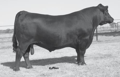 Connealy Impression 12 BD Kovergirl 45 [ DDP ] Cow Reg #: 18038328 Calved: 02/01/2014 Tattoo: 45 Owned by: cbride Angus # Connealy Reflection [DDF] # Bon View New Design 878 [DDF] # Connealy