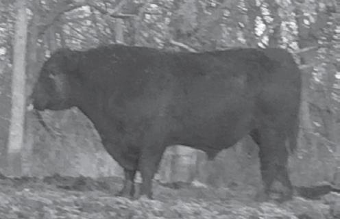 R F idland 4026 SydGen Forever Lady 4234 +10 -.5 +45 +85 +18 +.23 +.13 +36.94 +70.65 A calving ease Forever Lady female due to have her first calf.