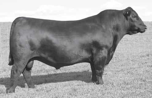 30 31 KCF Blackcap Lady 2902 [DDP] Cow Reg #: 17465560 Calved: 03/09/2012 Tattoo: 2902 Owned by: Kable Cattle Farms # C A Future Direction 5321 [DDF] # G A R Precision 1680 + R/ Ironstone 4047 [DDF]