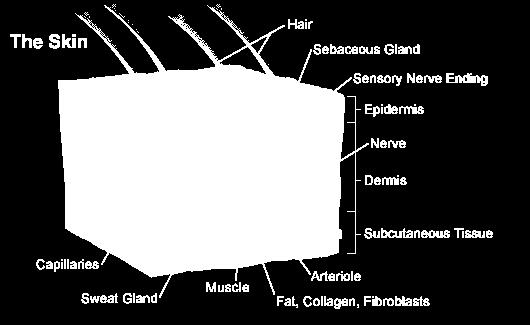 Skin Anatomy Pigment is held primarily in the dermis Some pigment may be evident in