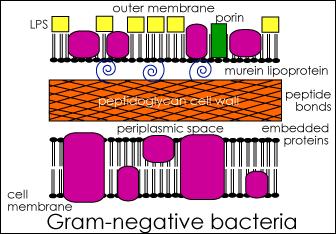 Cell walls contain an extra layer of lipopolysaccharides for extra