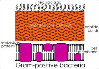Outer membrane protects bacteria from several antibiotics.