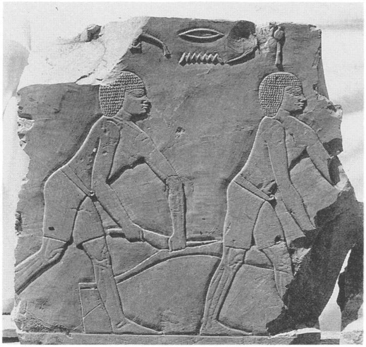 : i. :I ~= ~ i '..~i /~iii i' II / Figure 22. Relief fragment showing two workmen slaughtering a bull, 1922-23 (photo: Egyptian Expedition, neg. no.