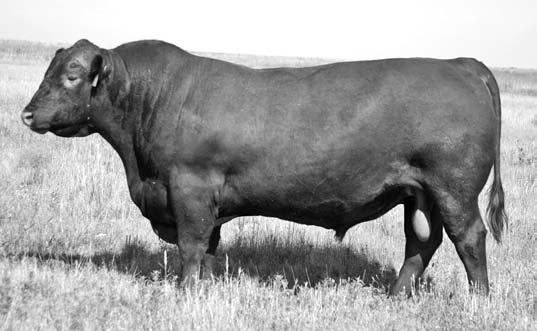 1 Non-diluter. Lot 8 is another Pinnacle x Vicki 6038Y with a 103 ratio and top 4% Marb EPD.
