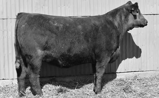 110 WW ratio and 115 ratio. Registered in Red Angus Association. 192 3/4 RA 1/4 SM Pelton Miss 8805B Reg.