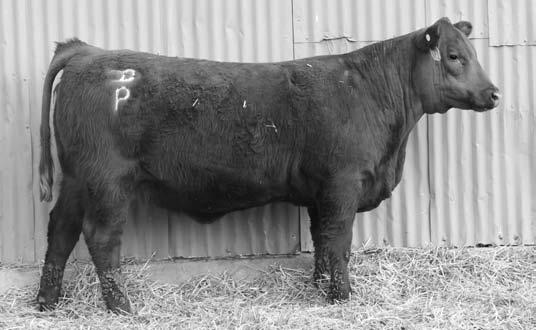 195 Andras Fusion R236 REGISTERED YEARLING OPEN RED ANGUS HEIFERS Pelton Miss 2300C Reg.