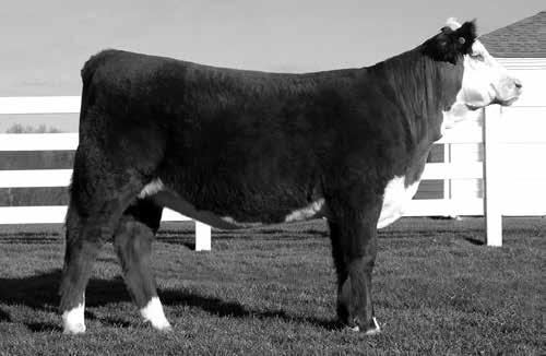 05); BMI$ 18; CEZ$ 16; BII$ 16; CHB$ 23 This growthy heifer may be young, but she certainly doesn t lack quality. 598C is long sided and very clean in her lines.