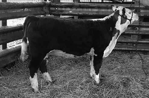 07); BMI$ 17; CEZ$ 14; BII$ 15; CHB$ 22 Brea is a fancy young female with a promising future. With the new AHA show classifications, Brea falls into the late summer class for 2016.