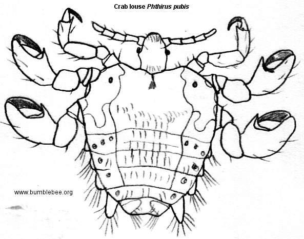 The Phthirus pubis (pubic louse) Adult is shorter, broader than pediculus Thorax : bigger than the abdomen 1 st leg