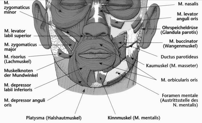 Surgical Anatomy Lower Face Orbicularis oris Sphincter of mouth, purses lips and puckers lip