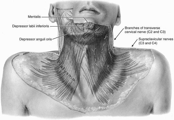 Surgical Anatomy Neck Platysma Flat, superficial neck muscle