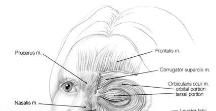 Surgical Anatomy Forehead and Periocular Region Frontalis Origin-epicranial aponeurosis at
