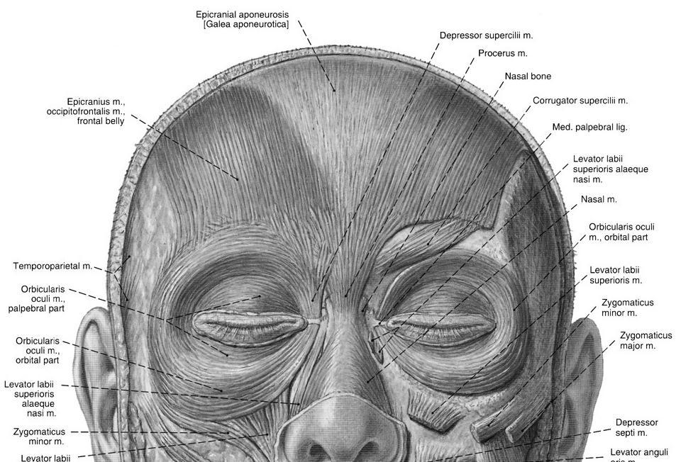 Surgical Anatomy Forehead and The corrugator muscle Periocular Region Brow adductor.