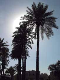 46 Phoenix dactylifera, (Also called Mujhoolah) Subfamily: Coryphoideae Tribe: Phoeniceae From when first seeing this magnificent palm during my three adventures with the mass media traveling