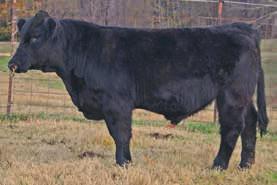 Simmental and Sim-Angus Bulls Page 5 31 DILLONS-HHHF STETSON ASA # 2998188 BD: 1/11/15 Tattoo: C52 Black Scurred Bull PRTY Southern Style 24Y Mr NLC Upgrade U8676 Dillon Simmental Farm Parti Girl